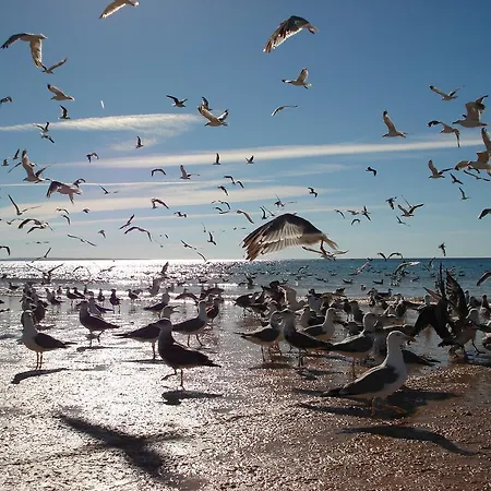 Terraco E Mar דירה