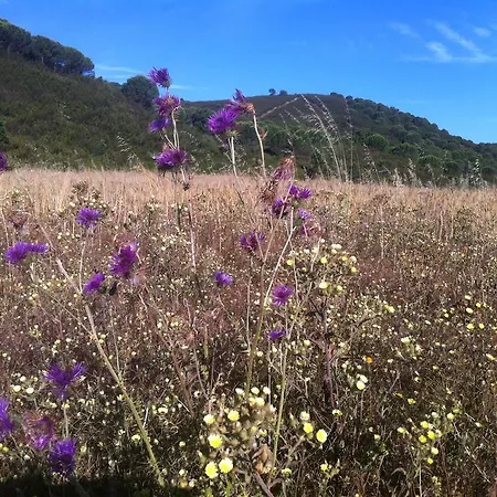 דירה Terraco E Mar אלבור
