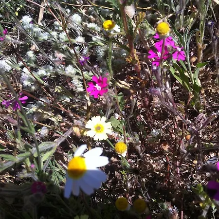 Apartment Terraco E Mar *