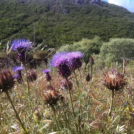 Apartment Terraco E Mar *