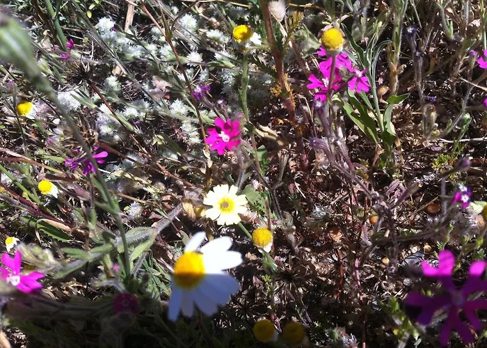 Apartmán Terraco E Mar *